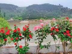 泰安市泰山纪念园"