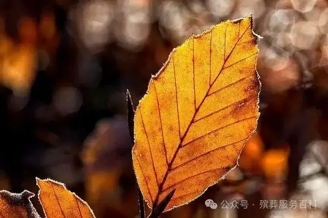 亲人离开，不掉眼泪的人，多半是这3种人-有驾